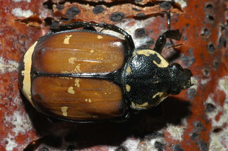 Insetti delle Madonie